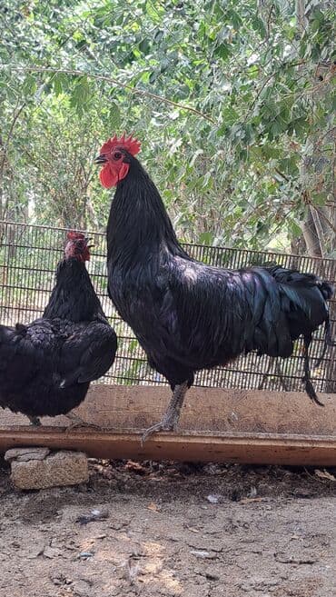 Toyuq, Australorp, Damazlıq, Pulsuz çatdırılma