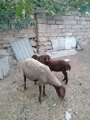 Inəklər, öküzlər: Salam endirim olacaq dişi qoyun iki balasıyla əkiz 1 Erkey 1 dişi — 5