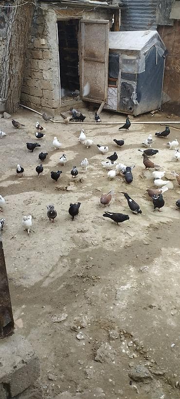 göyərçin üzükləri: Məhsul: Ev göyərçinləri (qarışıq rəng və cinslər) Təsvir: - — 7