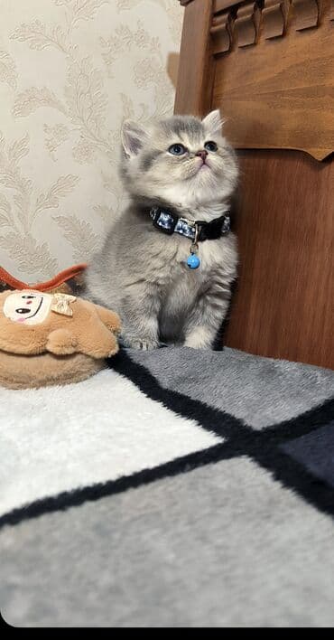 pişik itib: Britan, Erkək — 5