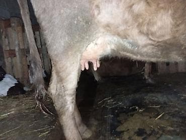 boğaz inək: Salam aleykum yanindaki 3 cu balasidir bala 3 ayliqdir ozu de 15 gundu — 6