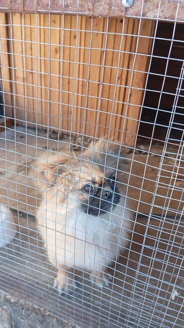 Pekines, 4 ay, Dişi