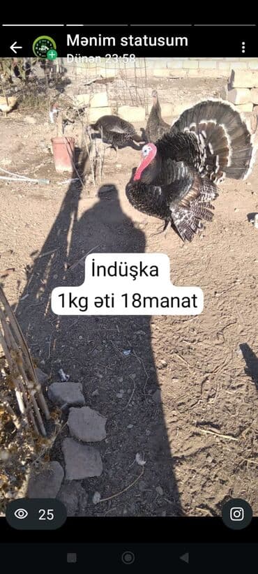 Erkək, Ətlik, Pulsuz çatdırılma, Ünvandan götürmə, Ödənişli çatdırılma