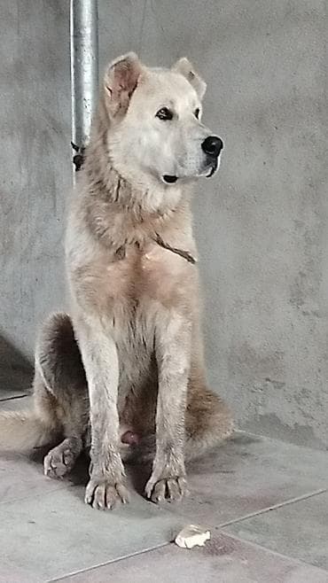 Salam ana volkadav ata qafqaz 9 10 ayliq küçüydü ite qeşey gedir 10 lalafo.az -da Salam ana volkadav ata qafqaz 9 10 ayliq küçüydü ite qeşey gedir 10