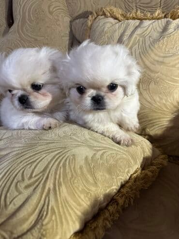 Gəmiricilər: Pekines — 5