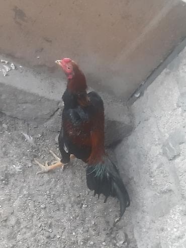 heyvanlar: Salam heyrati tam saqlam heyvandir 10 ayliqdir turk sortudur. whatcap — 1