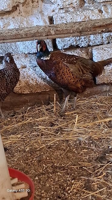 bildirçin əti: Məhsul: Qırqovul (erkək və dişi) Təsvir: - Növdə xarakterik parlaq — 2