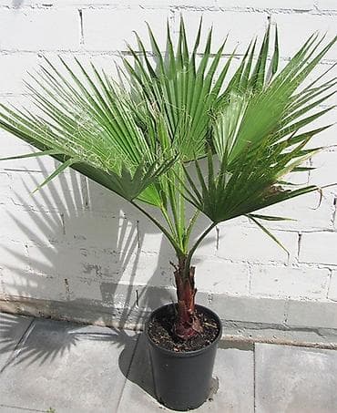 Palma Washington
Qiymət 3 ədədə aitdir