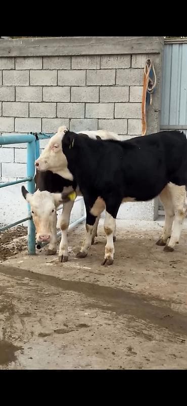 ordək balası və cucə: Satlıq heyvan – simmental tipli dana/buzağılar - Qara-ağ və — 4