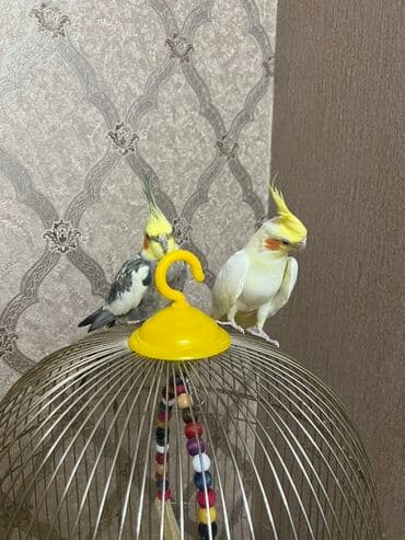 Gəmiricilər: 1 erkek 1 dişi 
Satılır!
Qefes ve yemi ile bir yerde 80 manat — 4