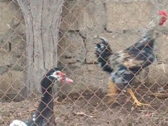 Inəklər, öküzlər: 9aylıq xoruzlar satılır — 5