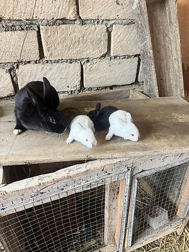 pulsuz heyvanlar verilir: İki ana dovşan balalarıyla birlikdə satılır balaların gözü yeni açılıb — 6