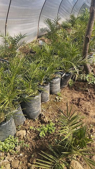 Xurma (xurma xurması) fidanları – istixanada yetişdirilmiş dekorativ lalafo.az -da Xurma (xurma xurması) fidanları – istixanada yetişdirilmiş dekorativ