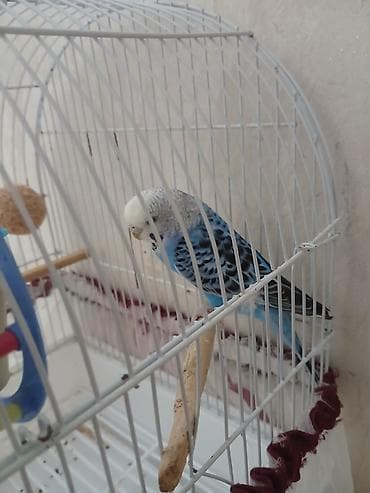 ucuz quslar: Məhsul: Dalmatin naxışlı mavi-bəyaz dalquşu (Budyonnı/“bədbəxt”) və — 2