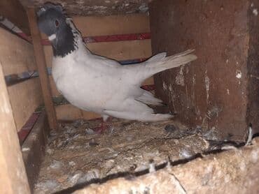 Məhsul: Ev göyərçinləri (cüt)

20AZN