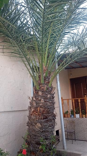pomidor şitili satışı: Xurma xurması (Phoenix dactylifera) palma ağacı - Hündürlüyü — 4