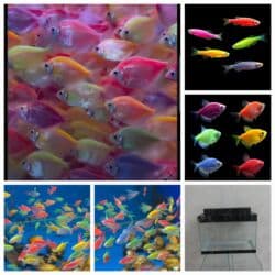 Dəsdə daxildi 1 ədəd Akvaryum 30×20×15 5 ədəd balıq və Rəngli dib