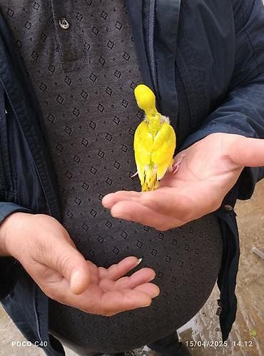 ev quş: Uje 1 ayliq baladi 3 eded idi bir eded qaldi danisdirmaq ucun ele — 1