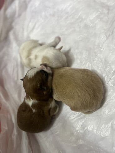 pişik yemeyi: Malta bolonka, 1 ay, Erkek — 19