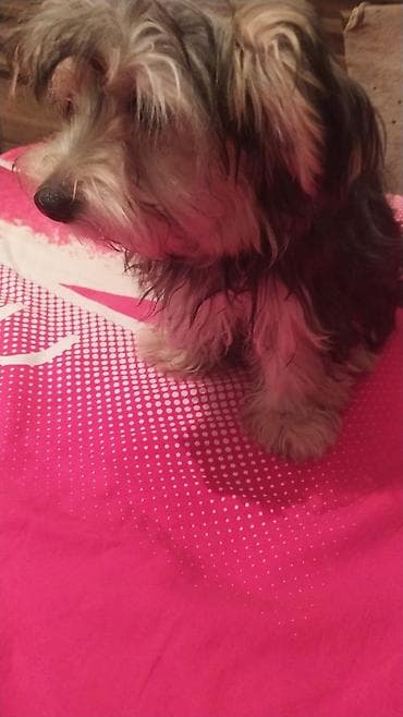 toyuq sekilleri: Salam York cinsli satılır 5 ayı apreldə olacağ Yumşaq tüklü, kiçik — 3