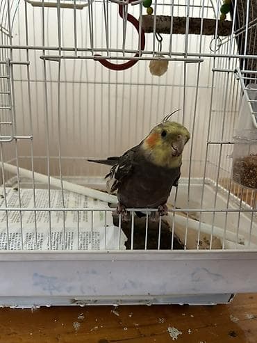 sabuncu heyvan bazari: Sultan papuqayi
Qefesle aksesuarlarla birge satilir — 1