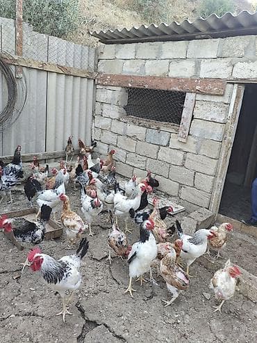 azerbaycan it satisi: Şəkildə gördüyünüz toyuq xoruz hamısı birlikdə satılır 5,10 ədəd — 1