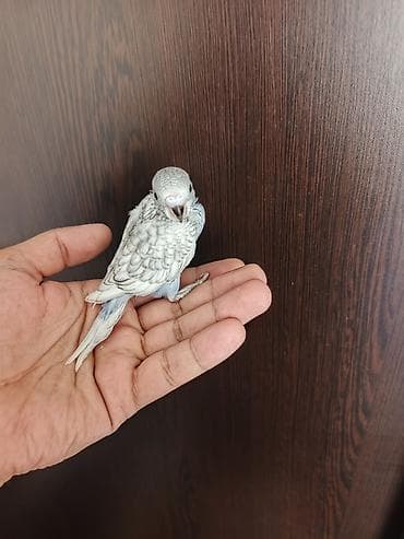 Quşlar: Salam. 1 aylıq bala quşlardır. Yemə düşəndə saracam. İstəyən indidən — 6