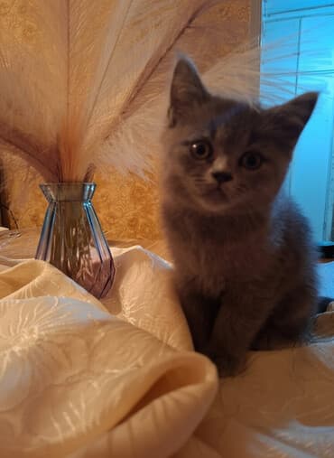 животные в добрые руки баку: Шотландская, Самка, Бесплатная доставка — 1