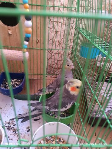 qus qefes: Salam quşlar satılır. çoxdandır saxlayıram sağlam quşlardır neçə ildir — 5