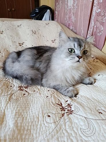 шиншилла кошка: Шиншилла, Самец, В добрые руки — 3