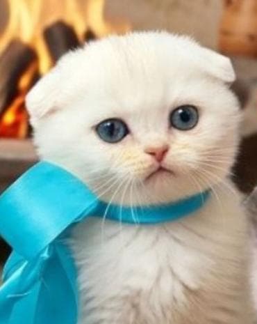 kangal balaları: Şinşilla — 5