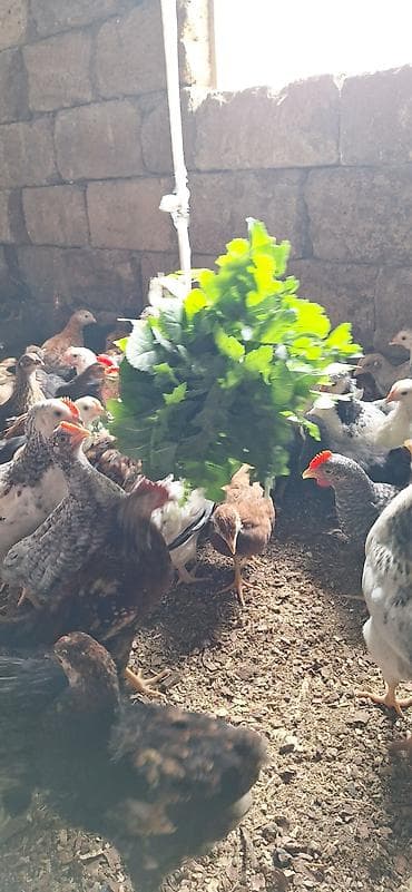 Собаки: Курица, Для разведения, Платная доставка — 4