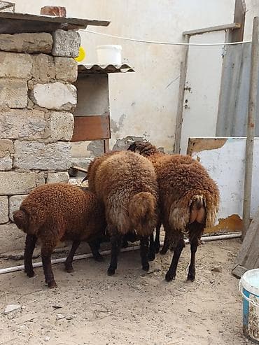 qoyun: Quzular 5-6 ayliqdilar erkəkdilər xüsusi bəslənirlər meyvə tərəvəzlə — 2