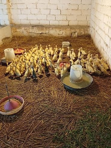 Ördəklər: Məhsul: Cücələr – ördək balaları Təsvir: - Şəkillərdə çoxsaylı ördək — 3