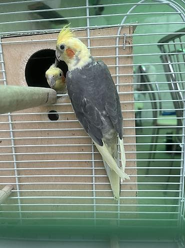 Tutuquşları: Hazır cüt tam sağlam korellalar, birdəfə bala alınıb, indi yuva — 5