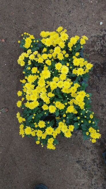 ag yasemen: 1.50 aznden başlayan qiymətlərlə Xrizantema (Chrysanthemum) bəzək — 2