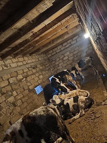 sud veren keci: Südlük inək – iri sağım məməsi, dördnipelli udder quruluşu - Cins — 8