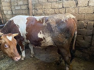 simental inekler satilir: Qurbanlıq üçün kəsilib də verilir 1 dişi 1 erkək ünvan məhəmmədi diri — 2