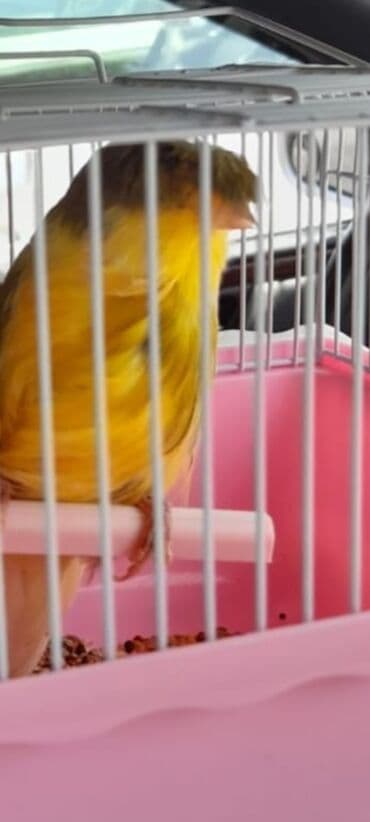 Heyvanlar: 1ed Erkek Sarı rəngli kekilli Quloster bulbulü 1ed 135man - Qabarıq — 1