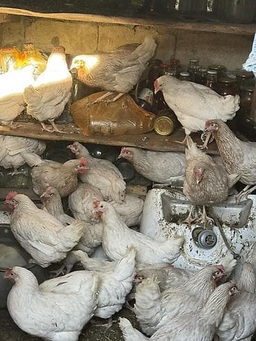 Quşlar: Toyuq, Yumurtalıq, Ödənişli çatdırılma — 1