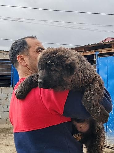 kaski iti: Qafqaz çoban iti, Peyvəndli — 3