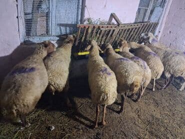 dana qiyməti xacmaz: 8 baş boğaz heyvan razılasma yoluile — 2