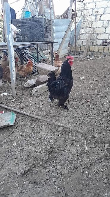 Brams sortudur heç bir problemi yoxfu