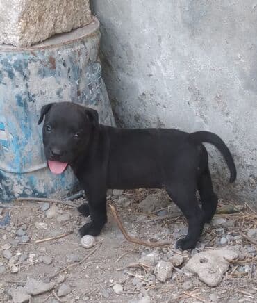 pitbull satış: Питбуль, 1 месяц, Самка — 2