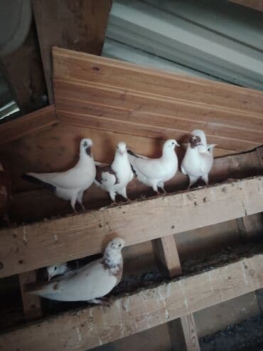 maraqli qus adlari: Cins göyərçinlər dəsti - Rənglər: ağ, ağ-qəhvəyi qarışıq — 10