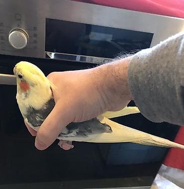 heyvanlar quşlar: Cutu 80 m, real aliciyla razilashmaq olar, tek tekde satilir, ag — 2