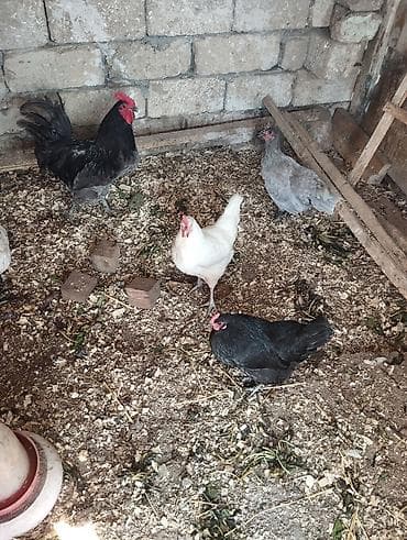 yorga atlarin satisi: Avatroloplar satilir. 1 xoruz 2 fere. sinesi boz xoruz. ag+qara — 2