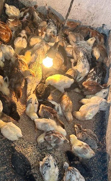 inkubator cucesi: Toyuq cücələri, Ətlik — 2