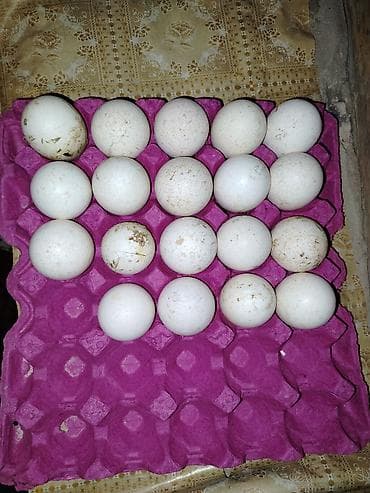 paxla qiyməti: Hinduşka kanada broze yumurtası qiymət 1.80 Azn tam mayalı təzə hazrda — 1