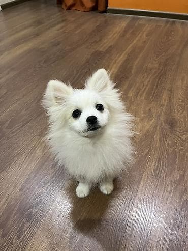 balaca ağ itlər: Şpitz, 3 ay — 3